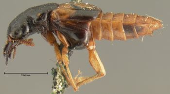 Media type: image; Entomology 34612   Aspect: habitus lateral view